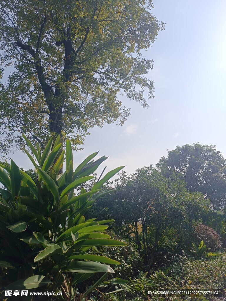 户外绿意盎然的自然景致