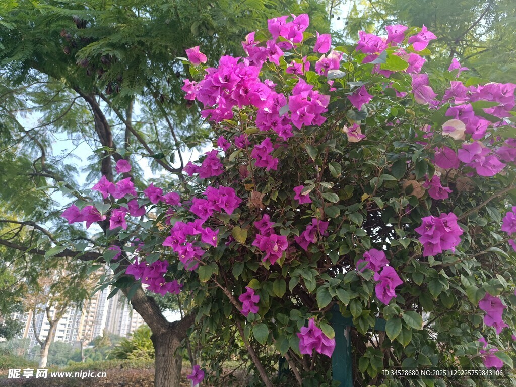 盛开的艳丽三角梅