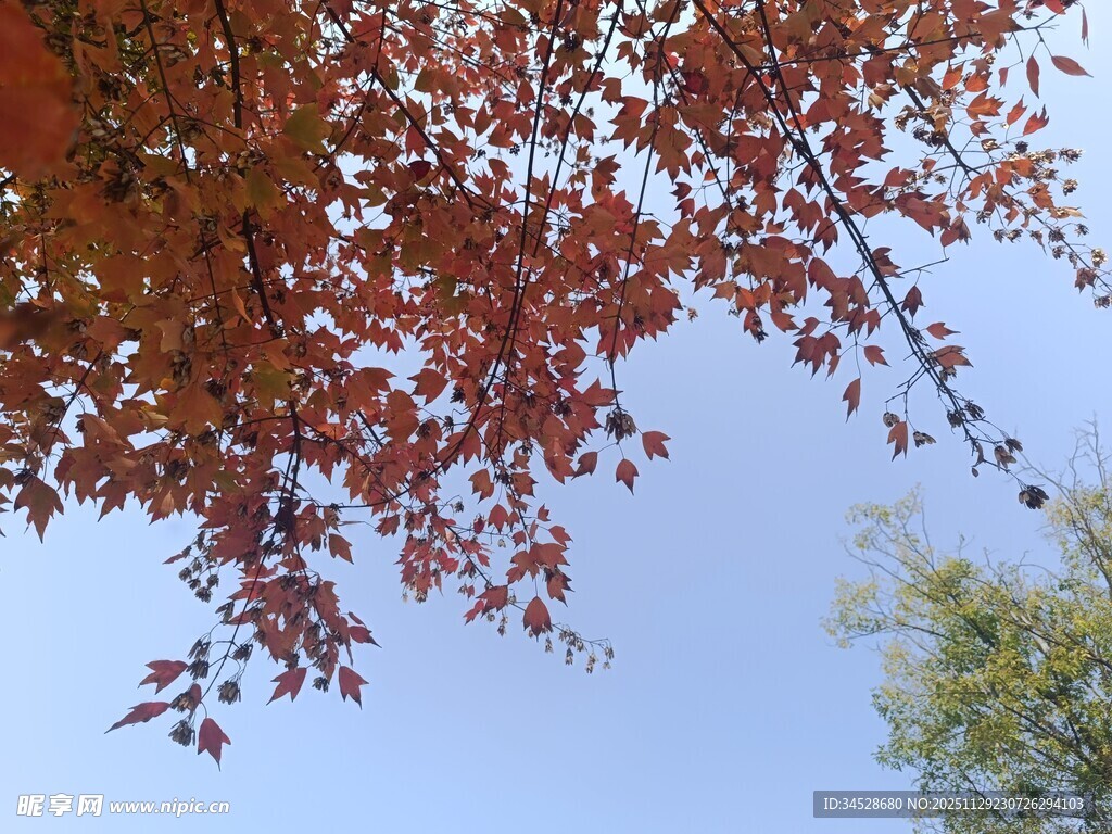 秋日红枫映蓝天