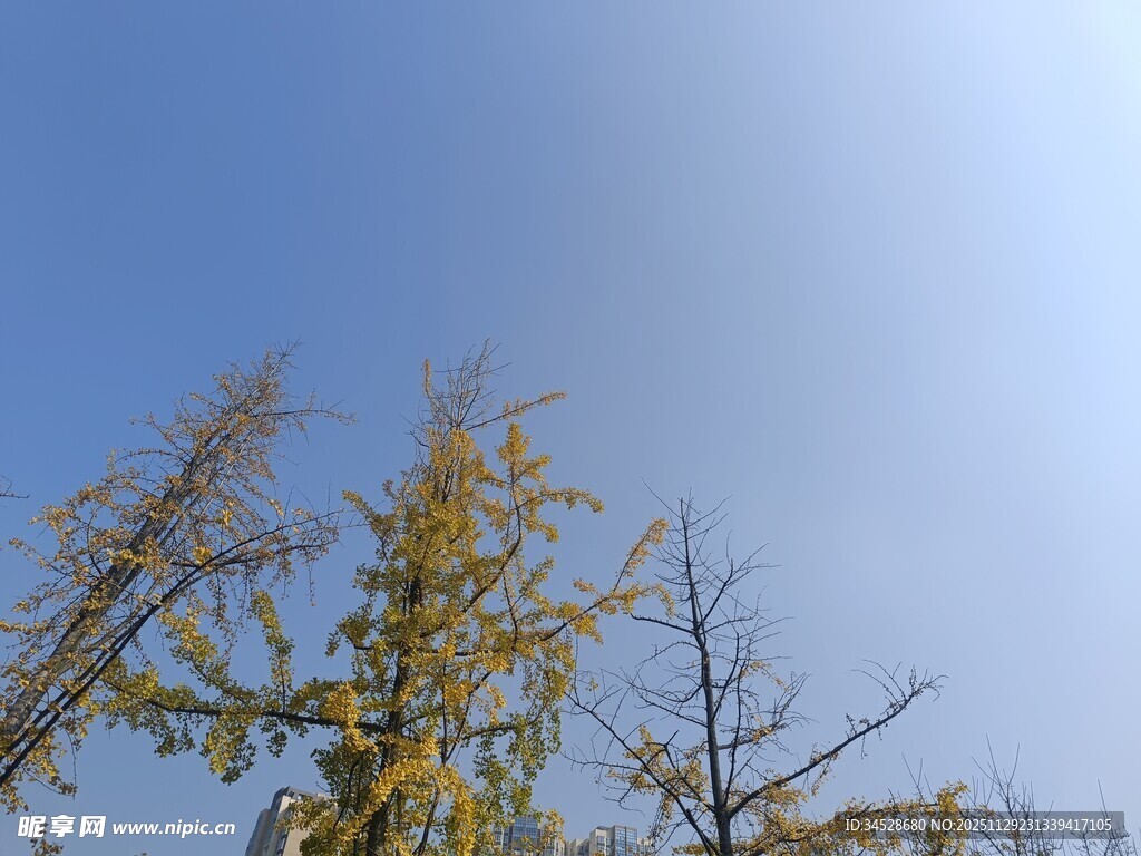 蓝天映衬下的金黄树枝