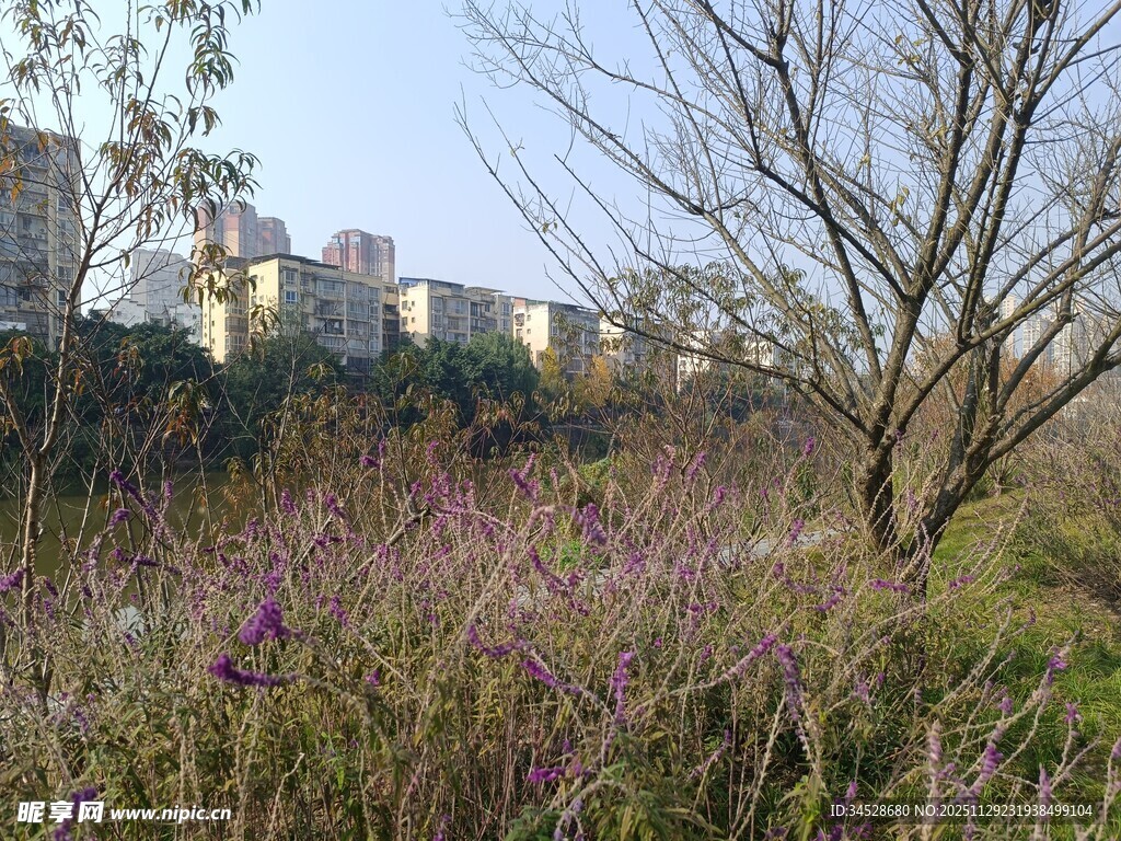 城郊荒野中的稀疏树木