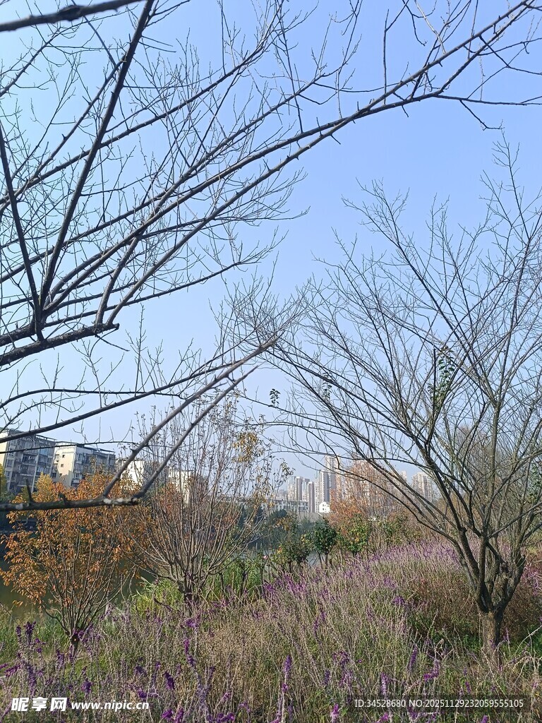 郊外枯树杂草景观