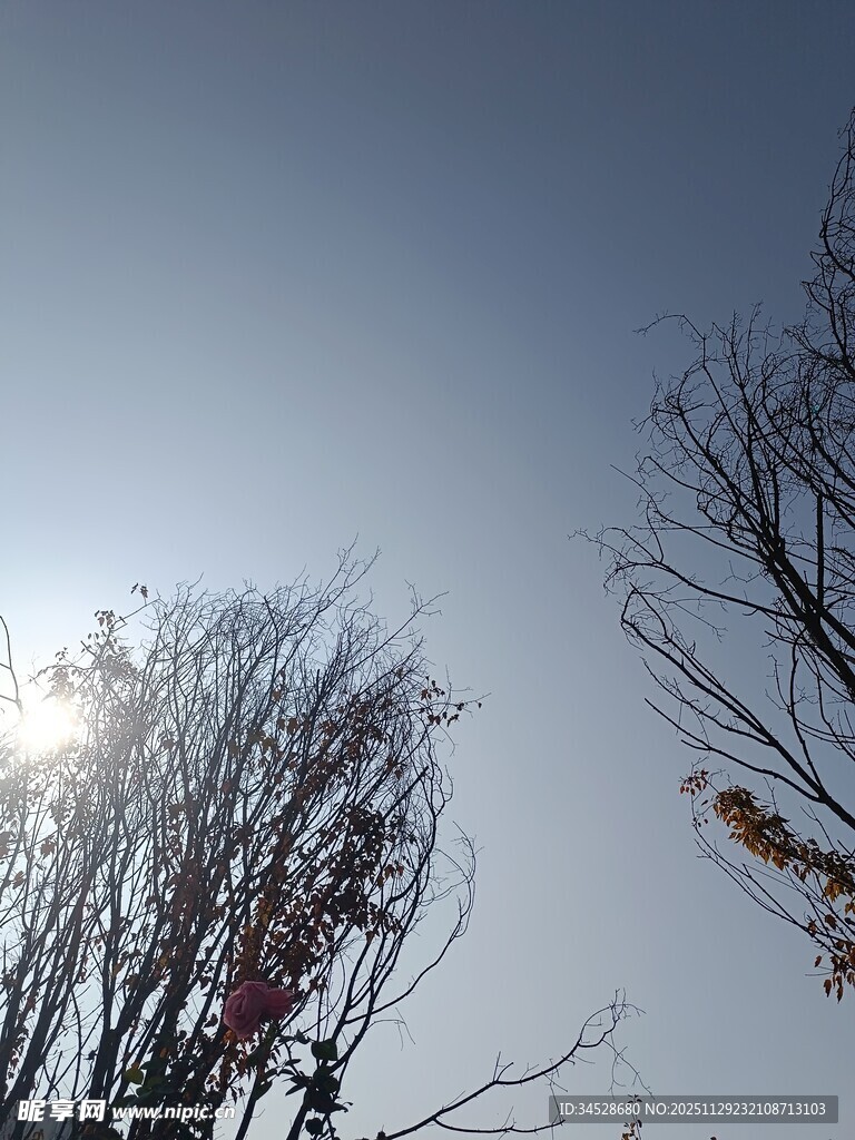 冬日阳光下的萧瑟树枝