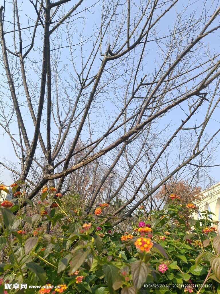 枯枝下绽放的艳丽花朵