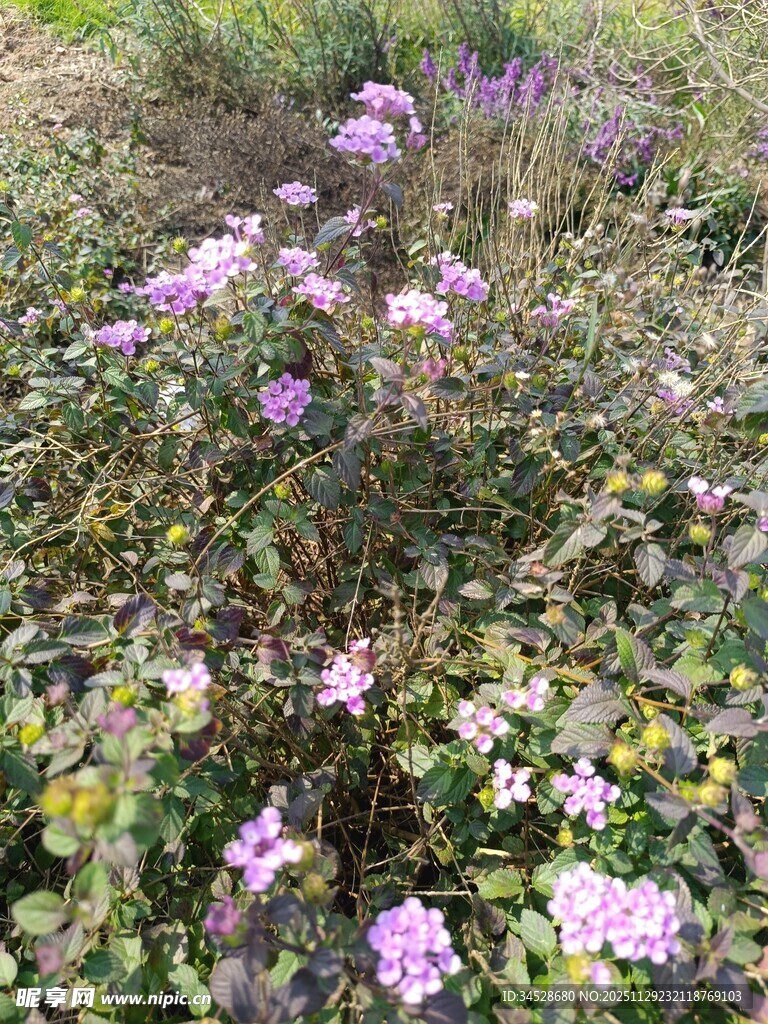 野外绽放的美丽粉紫色小花