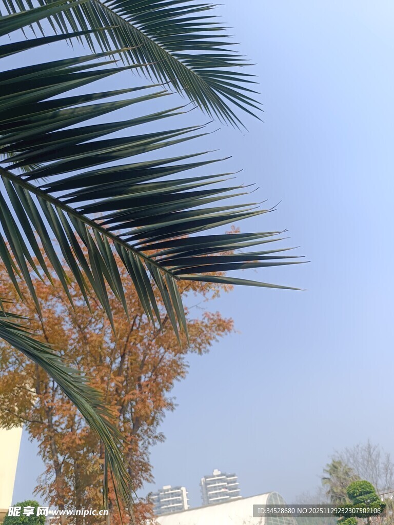 棕榈枝叶映衬蓝天景象