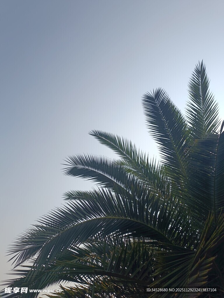 蓝天映衬下的棕榈树顶