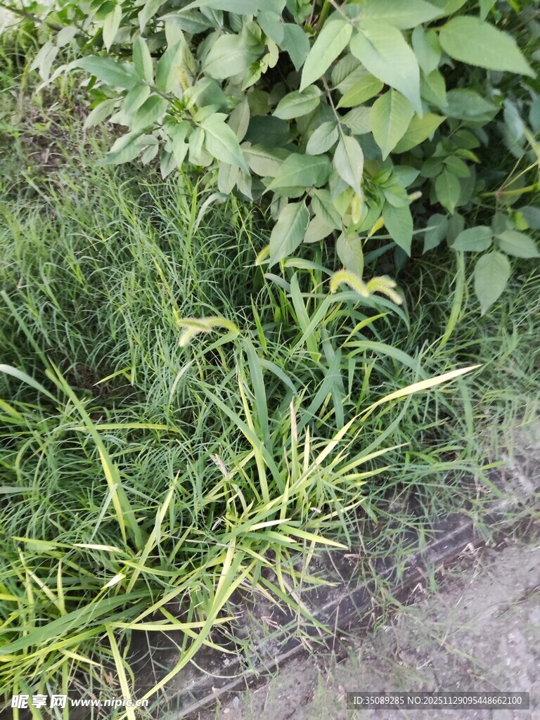 葱郁绿植近景特写