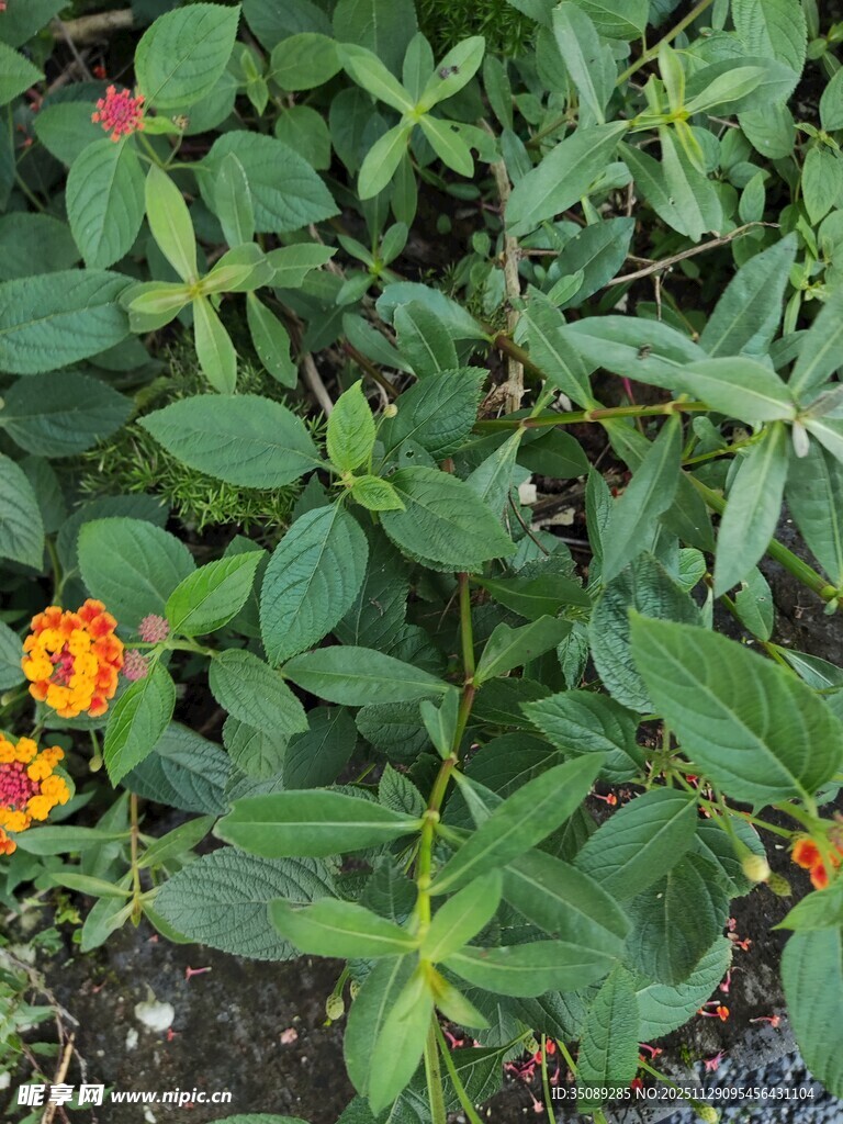 绿叶丛中的橙色小花