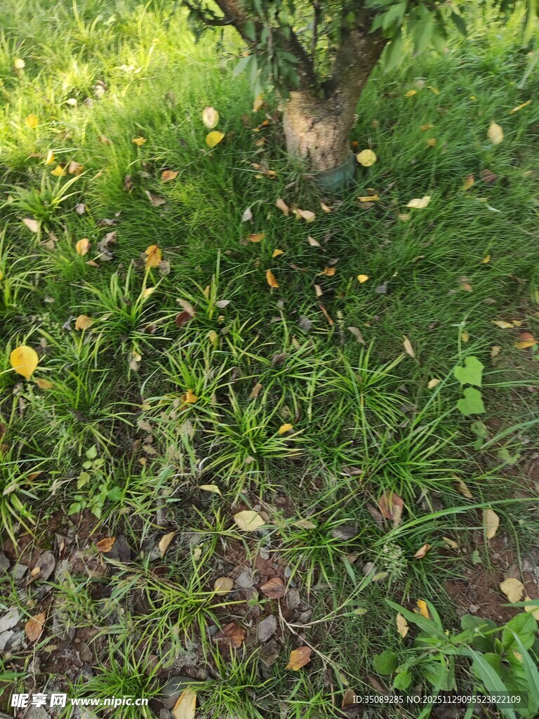 树下绿意盎然的草地