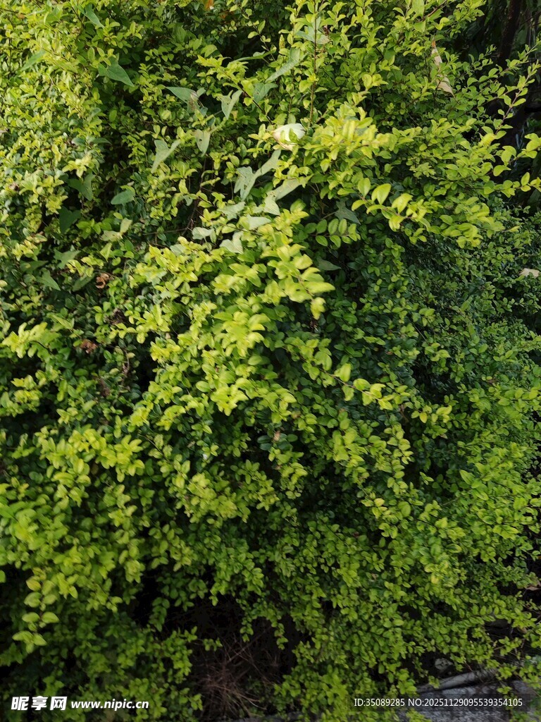 翠绿繁茂的丛生植物