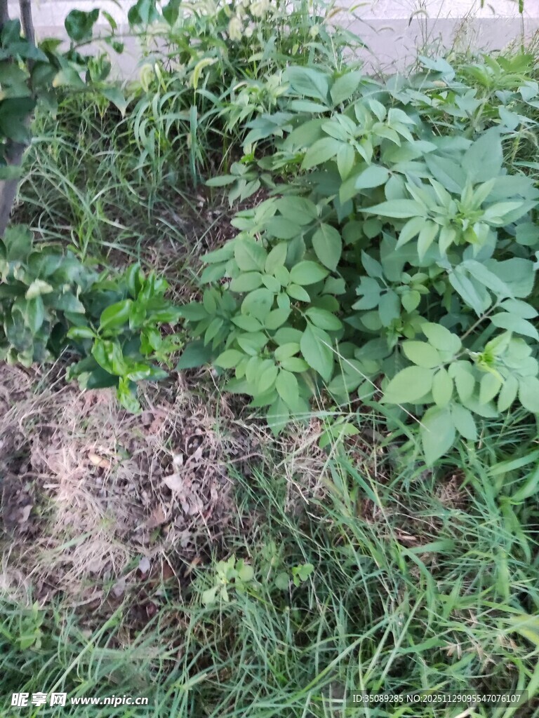 庭院中的绿植与泥土场景