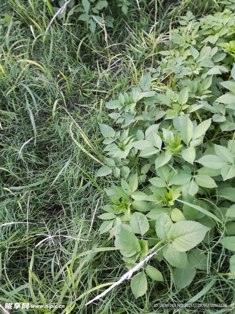 野外丛生的绿色植物