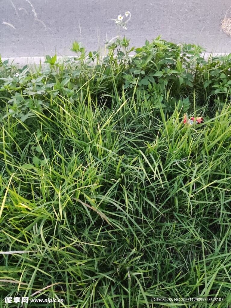 翠绿生机盎然的鲜嫩草坪