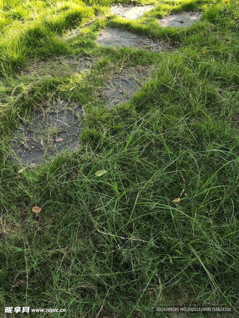 草地上的清晰动物脚印