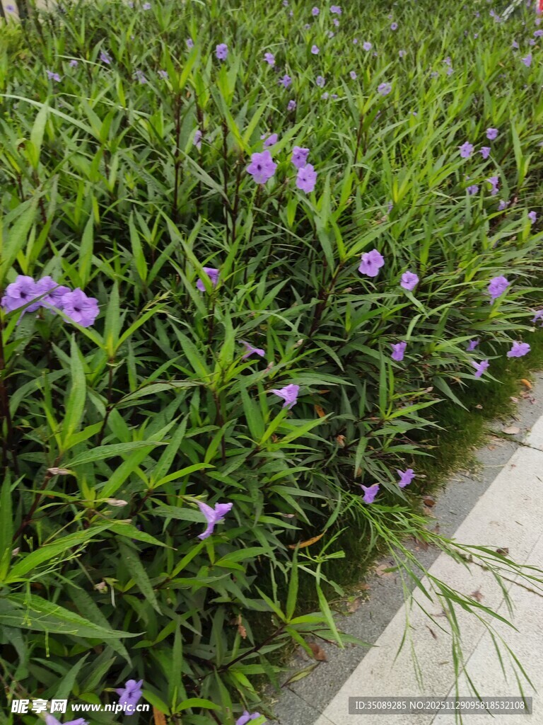 路边绽放的紫色小花