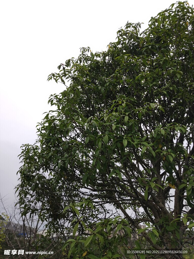 茂盛绿树展现自然生机