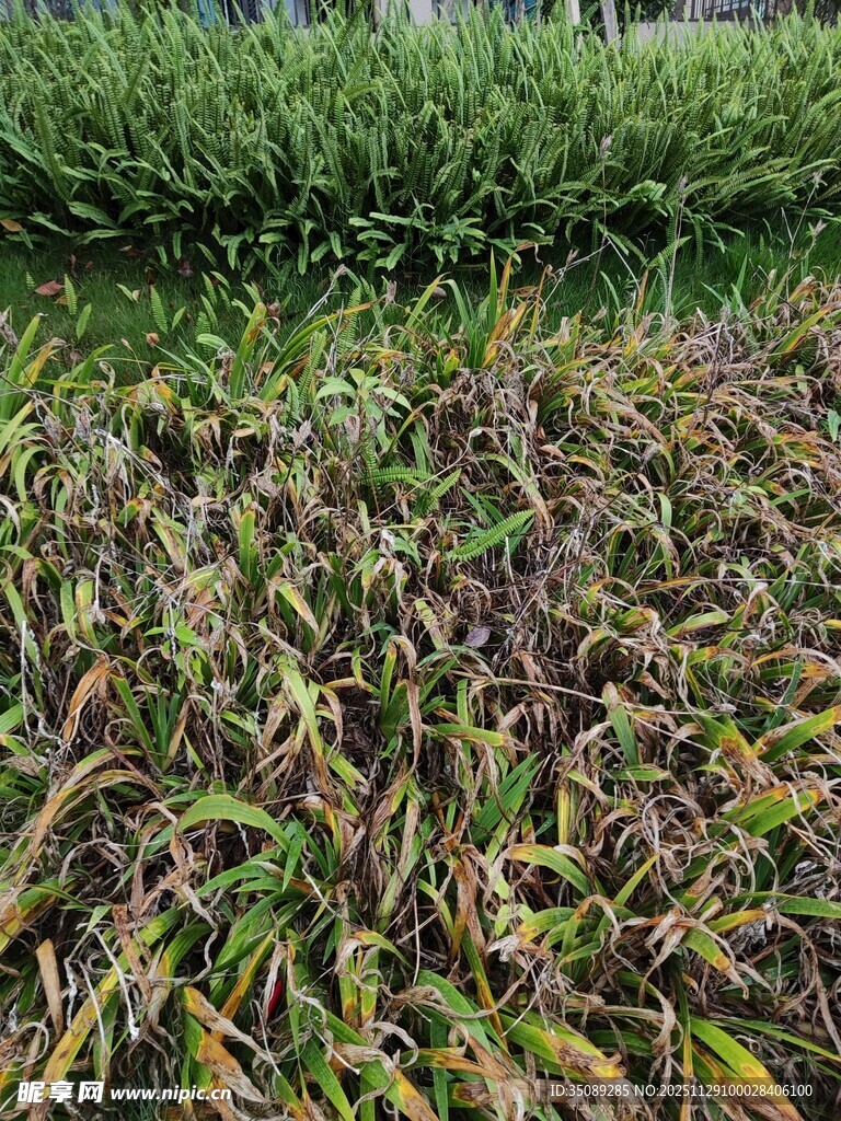 枯黄与翠绿交织的植物景观