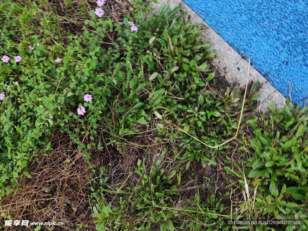 池边绿植与绽放小花