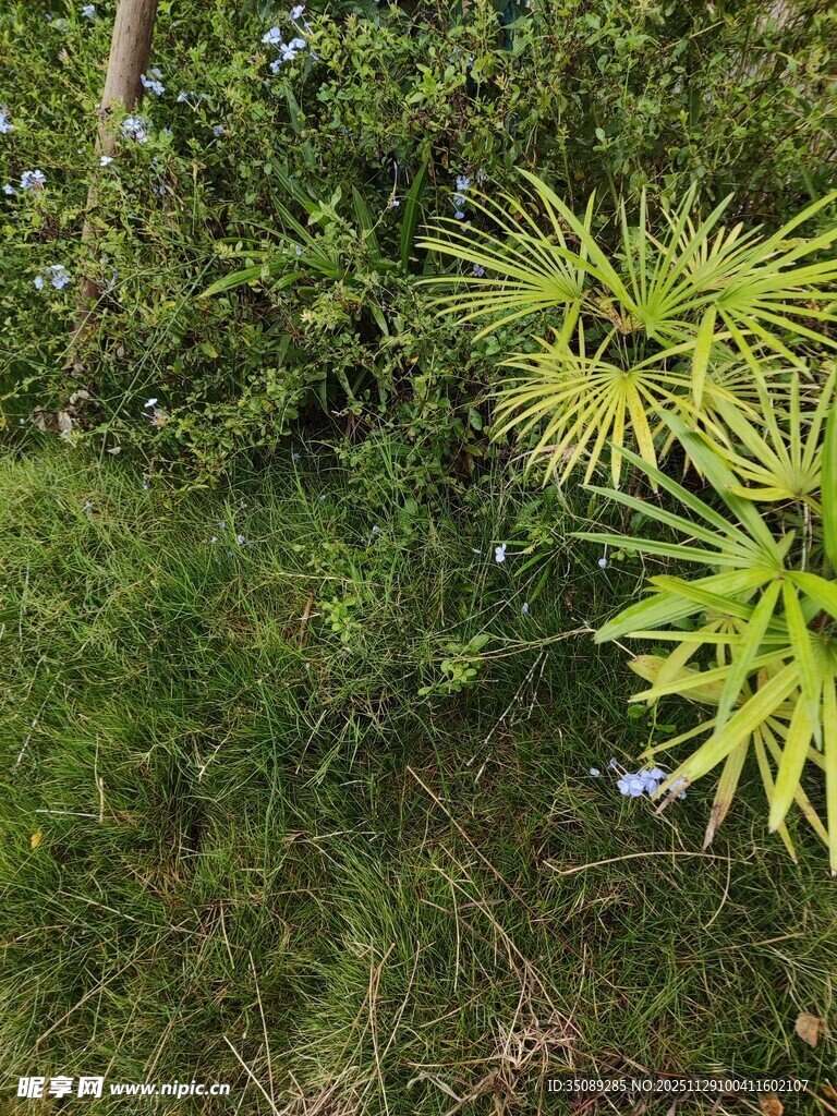 茂密丛林中的绿色植物