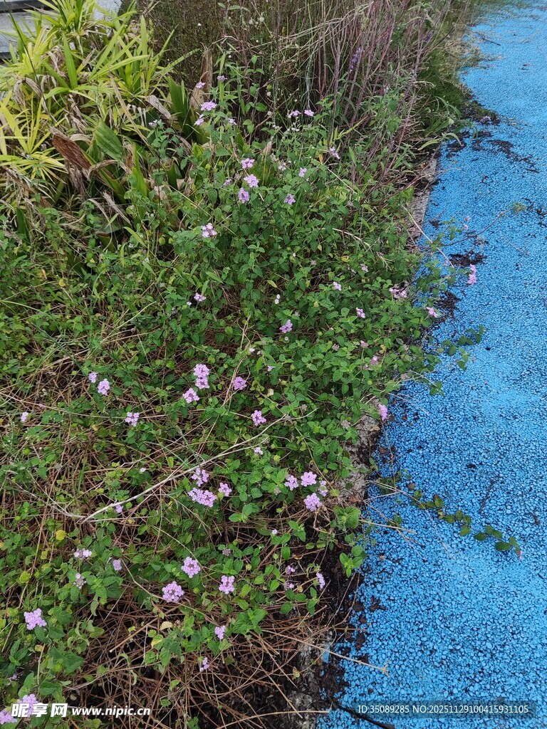 蓝色小径旁的缤纷野花