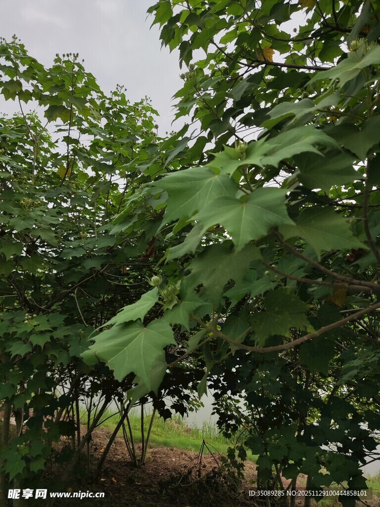 繁茂绿树展现自然生机