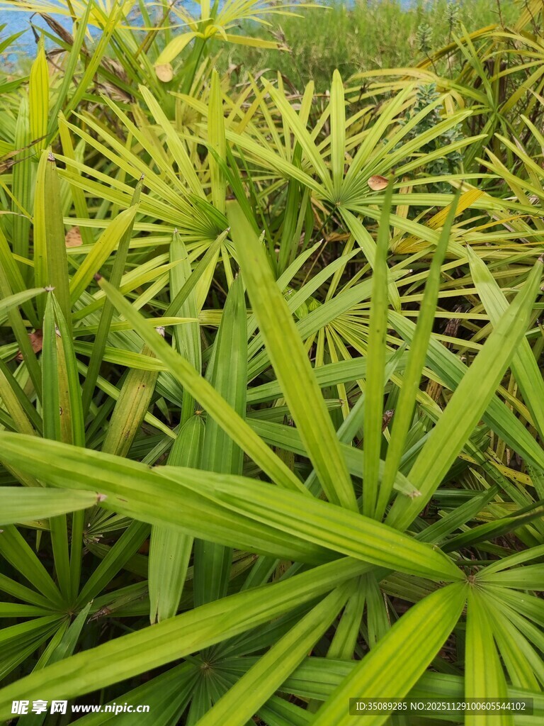 翠绿丛生的细长叶片植物