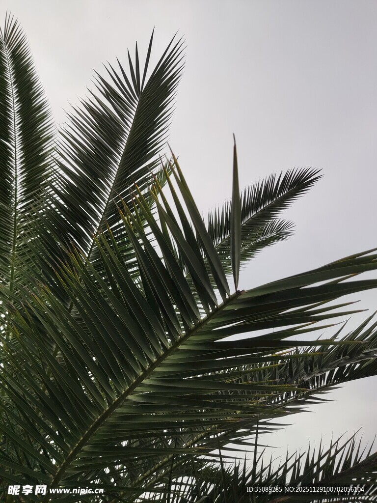 向上生长的棕榈树叶