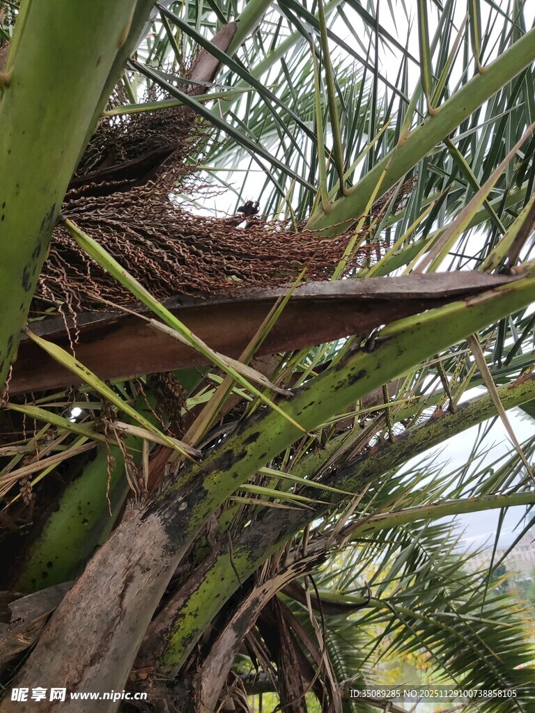 鸟巢藏身繁茂绿植间