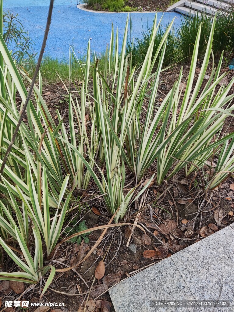 银边麦冬植物景观图