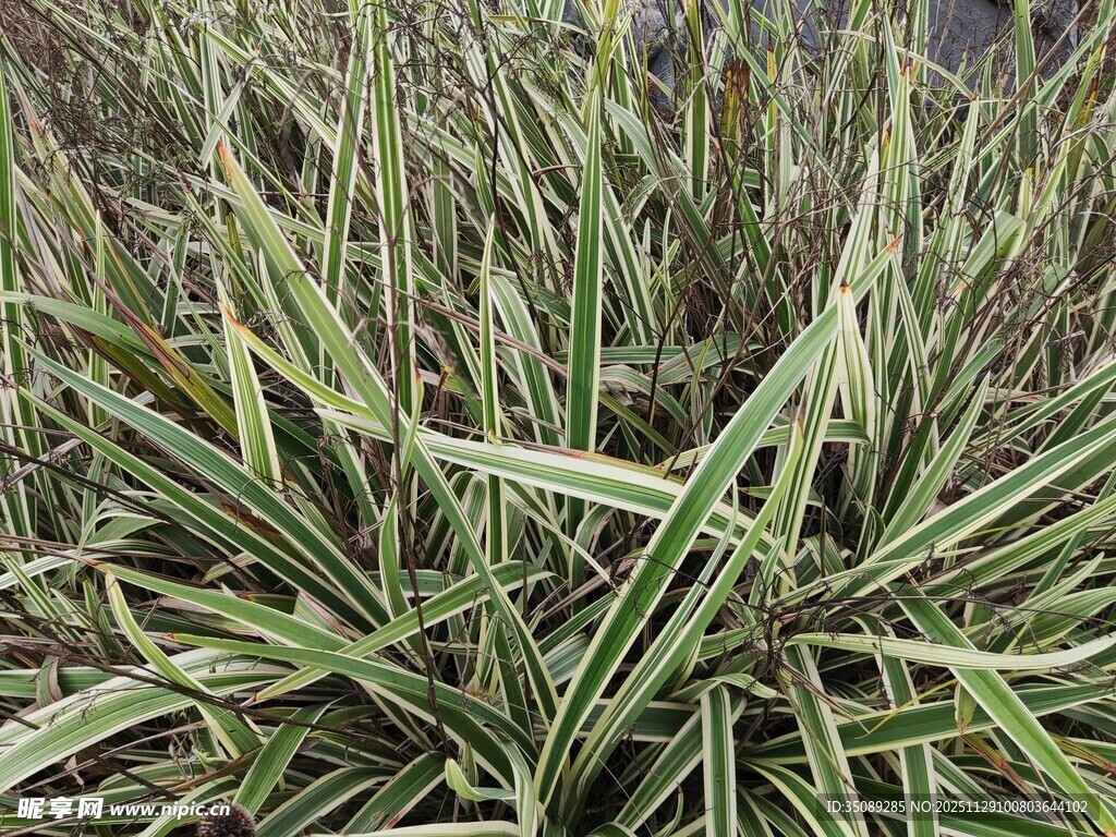 翠绿条纹草特写