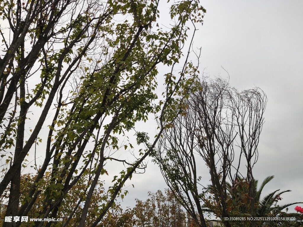 枯荣树木展现自然景象