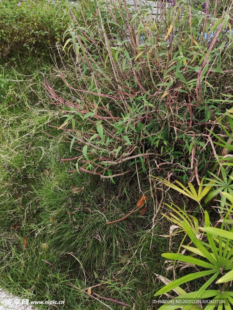 池塘边的繁茂绿植景观