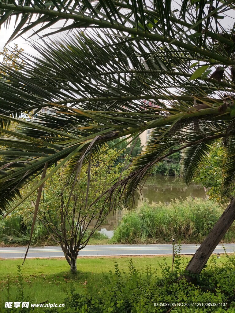 户外葱郁棕榈树景观