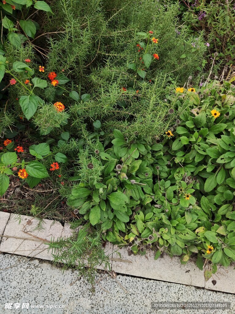 路边多彩植物景观