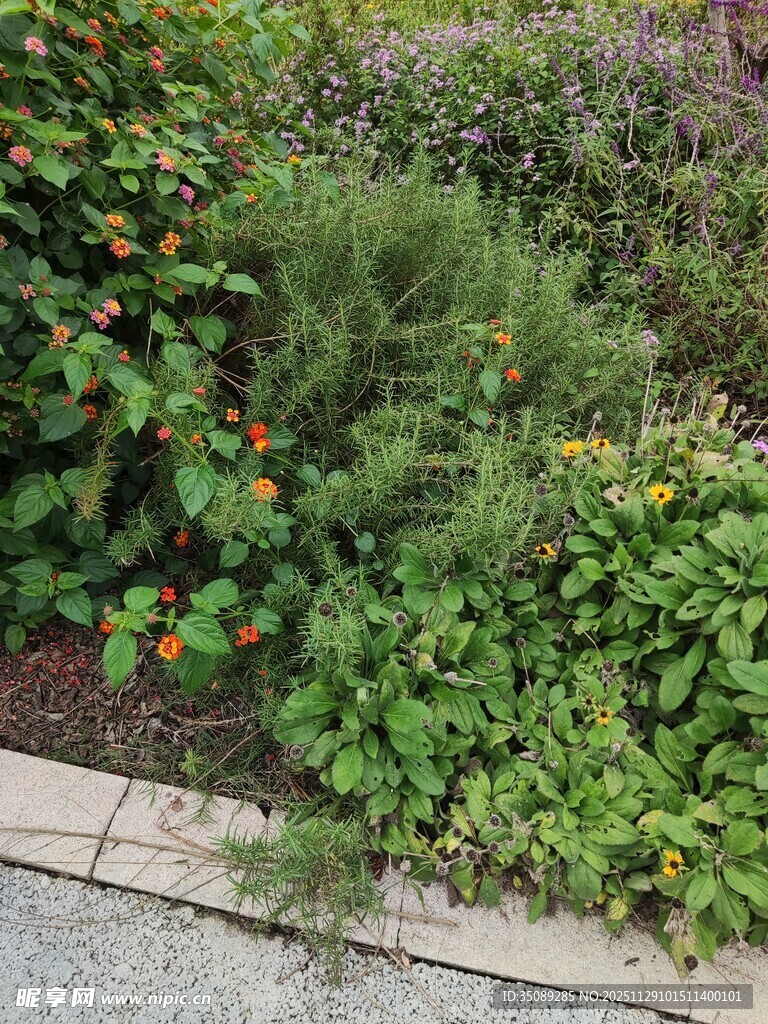 路边繁茂绿植景观