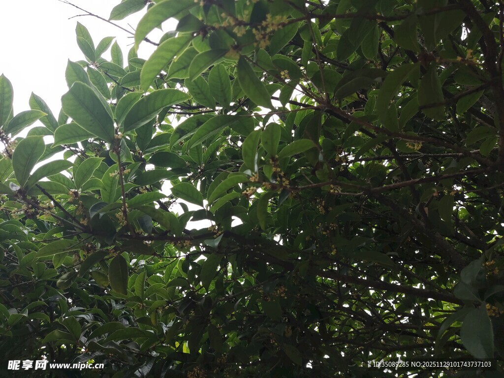 繁茂绿叶间的生机景象