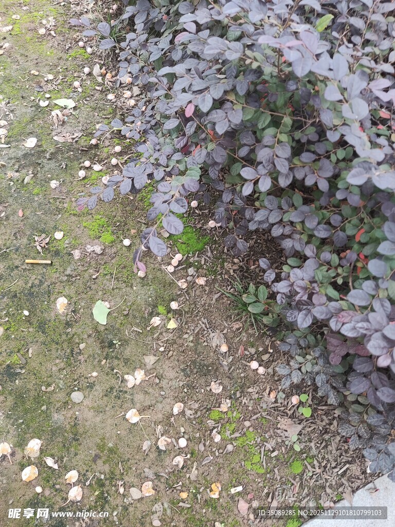 地面绿植与散落光斑景观