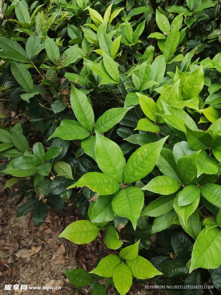 翠绿繁茂的绿植景观