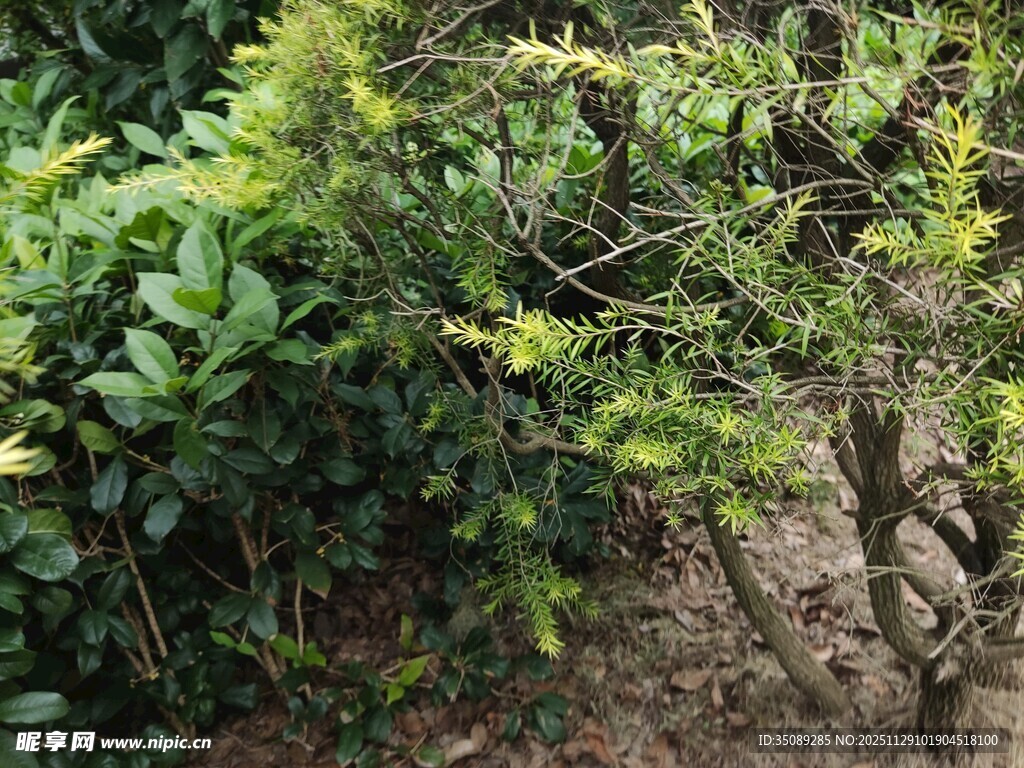 翠绿灌木植物景观
