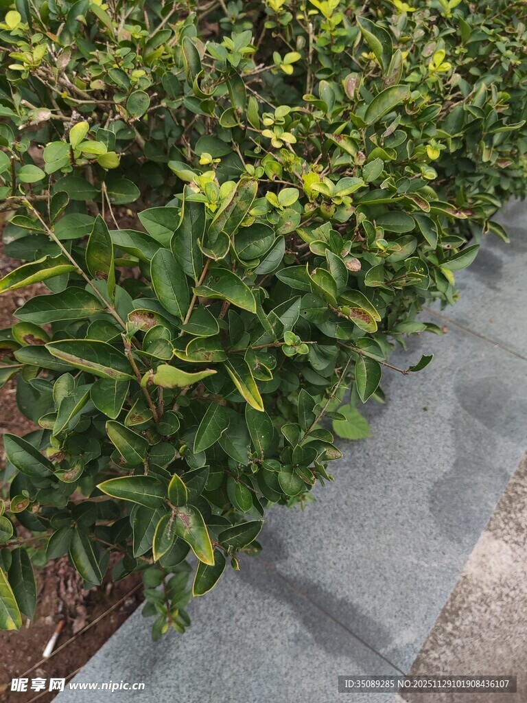 路边绿植景观