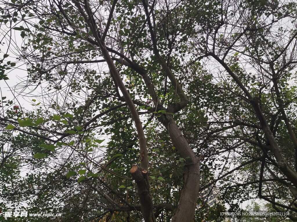 繁茂树林中的高大树木