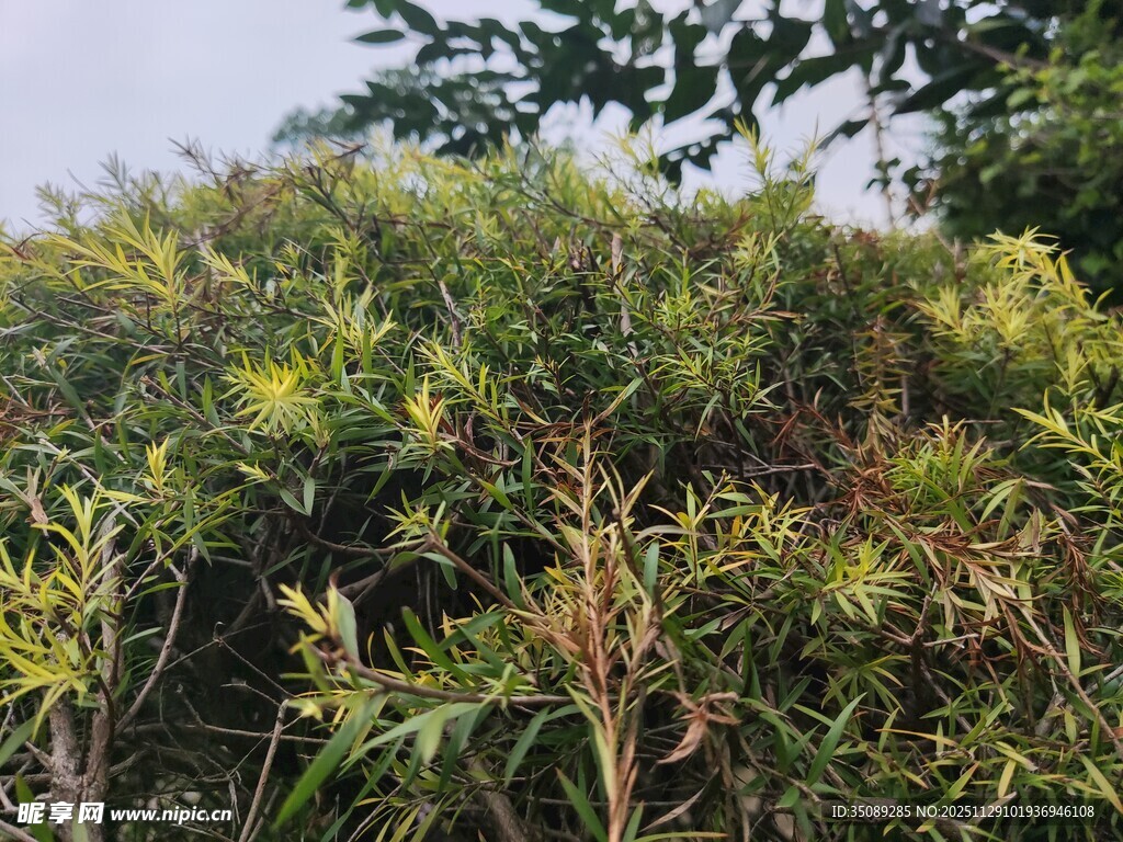 茂密绿植景观