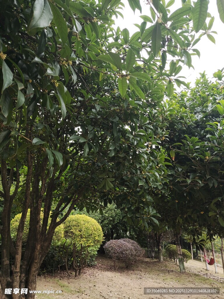 绿意盎然的林间景致