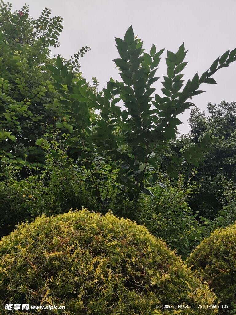 绿意盎然的园林植物景观