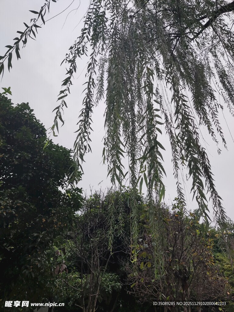 垂柳低垂于葱郁林间