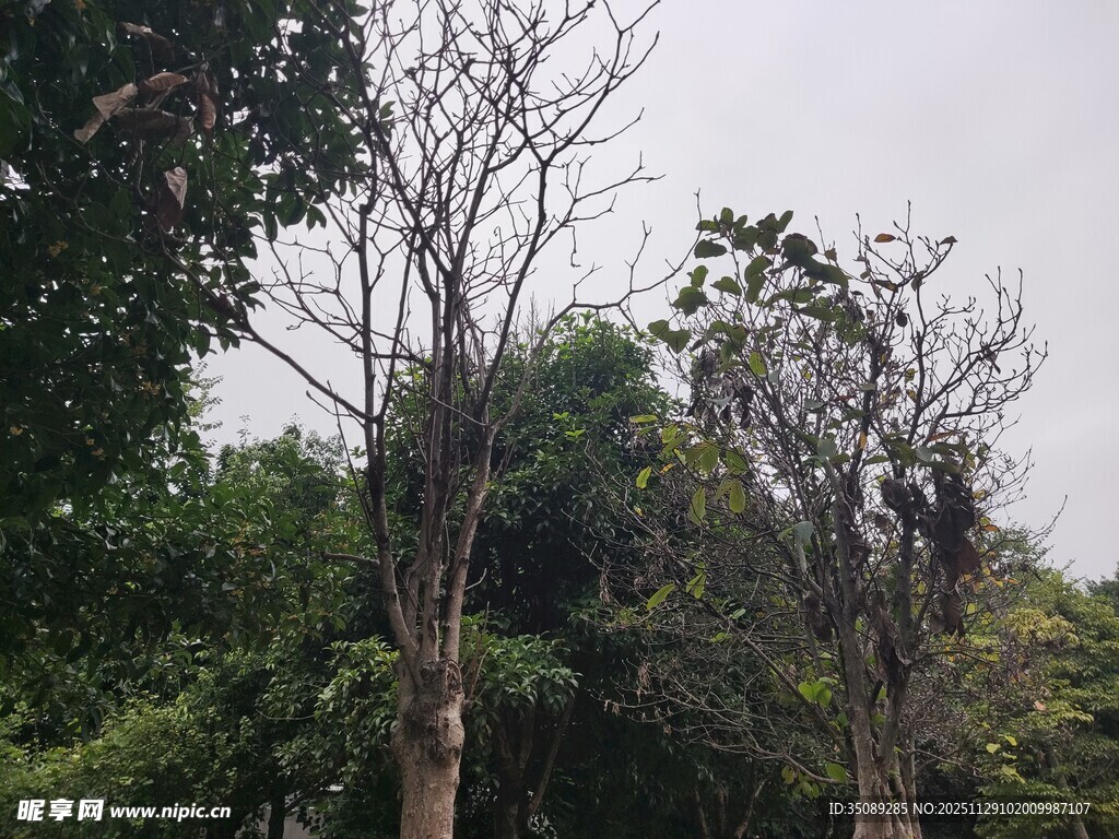 枯树与绿树交织的景象