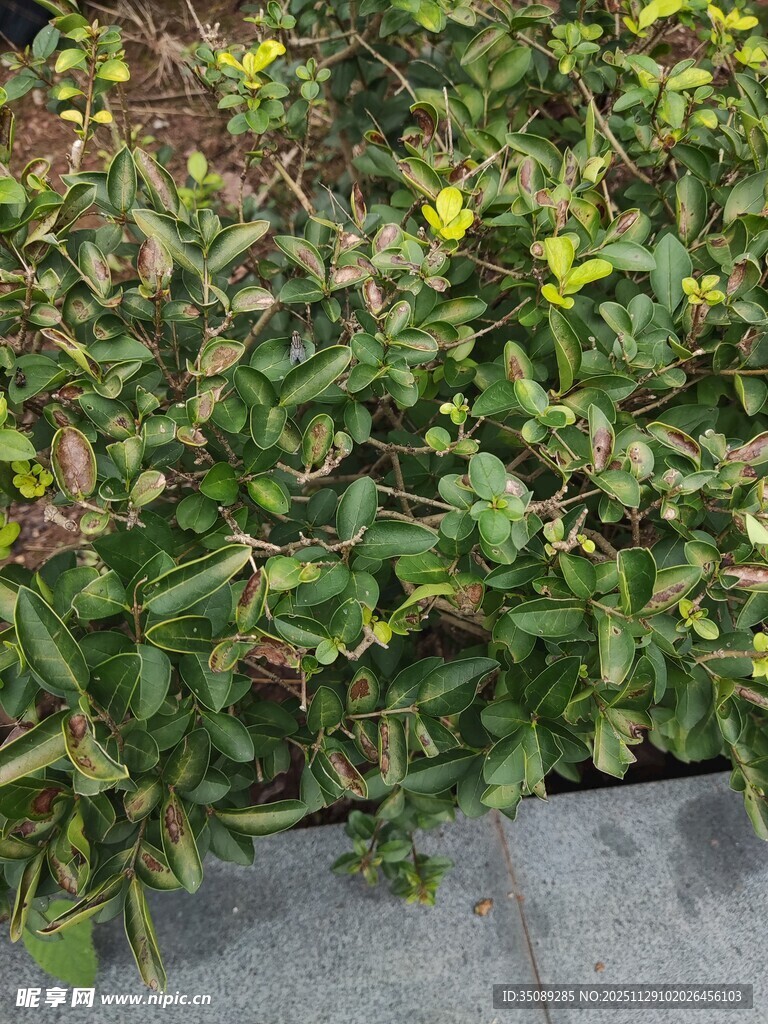 绿叶黄花植物景观