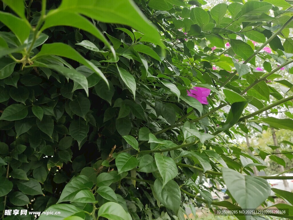 绿叶丛中一抹娇艳紫花