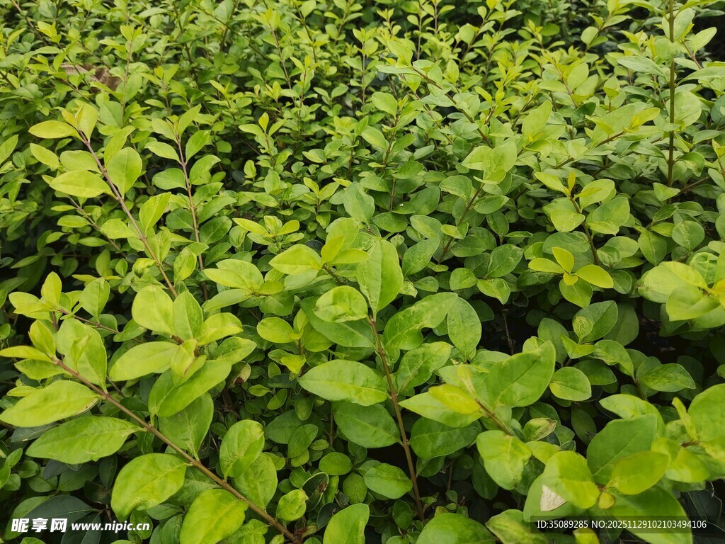 翠绿繁茂的绿植景观